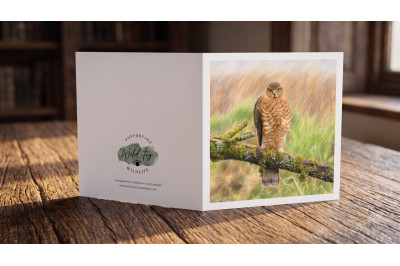 Juvenile Sparrowhawk greeting card